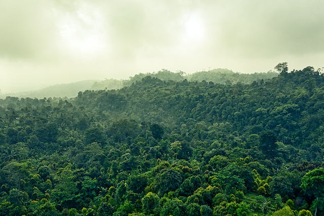 Rainforest of Xishuangbanna, Asia