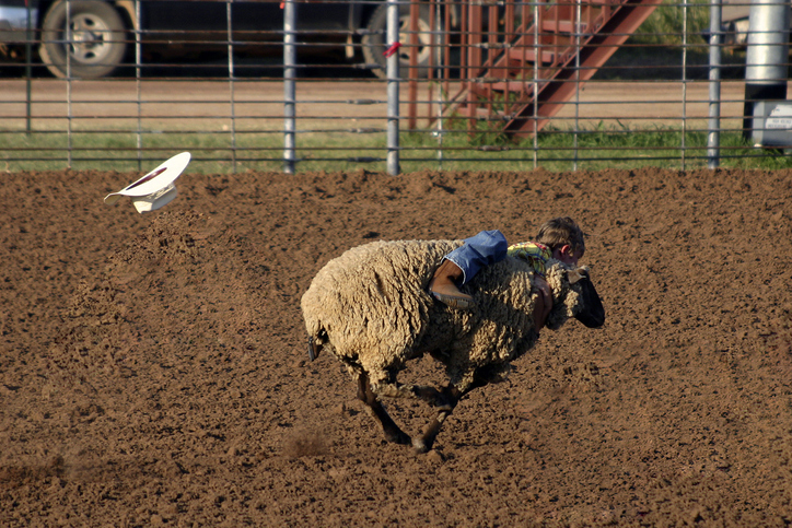 mutton busting in a Texas Rodeo