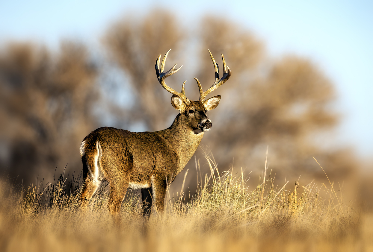 White tail deer in beautiful light on a sunny day during the rut