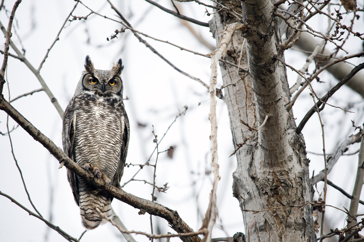 a great horned owl sitting on bare branch of a tree