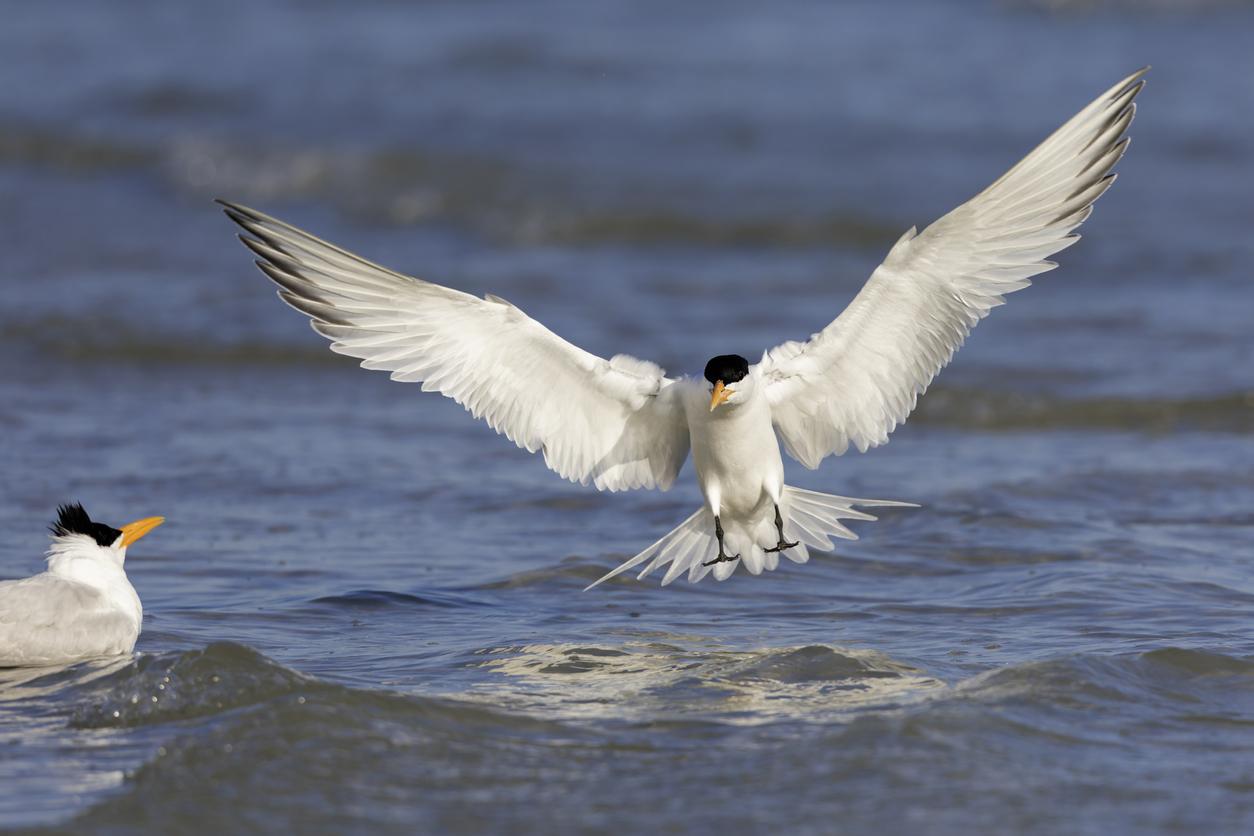 large tern with spread wings touching down in the sea