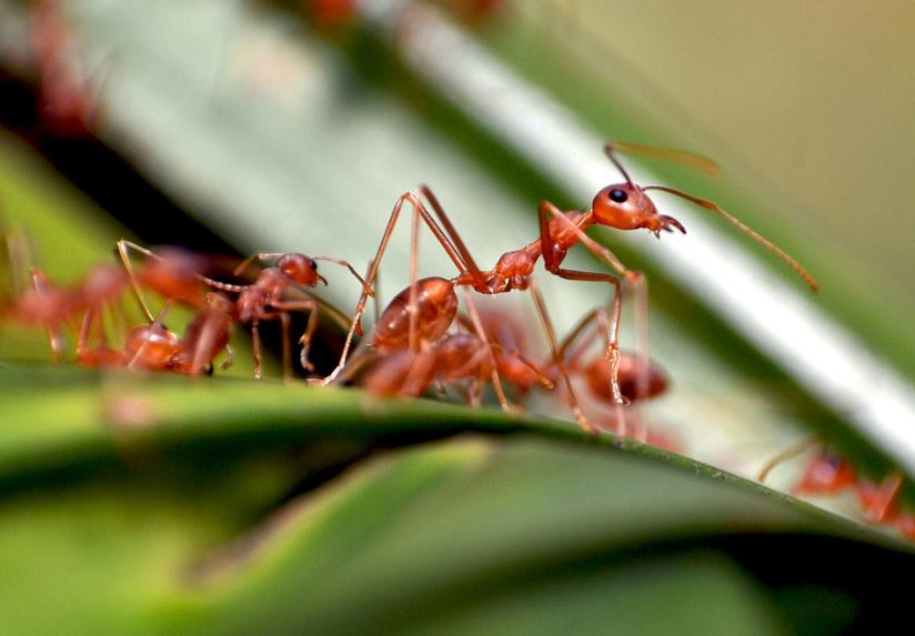Ants