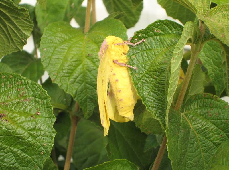 Adult Eacles Imperialis