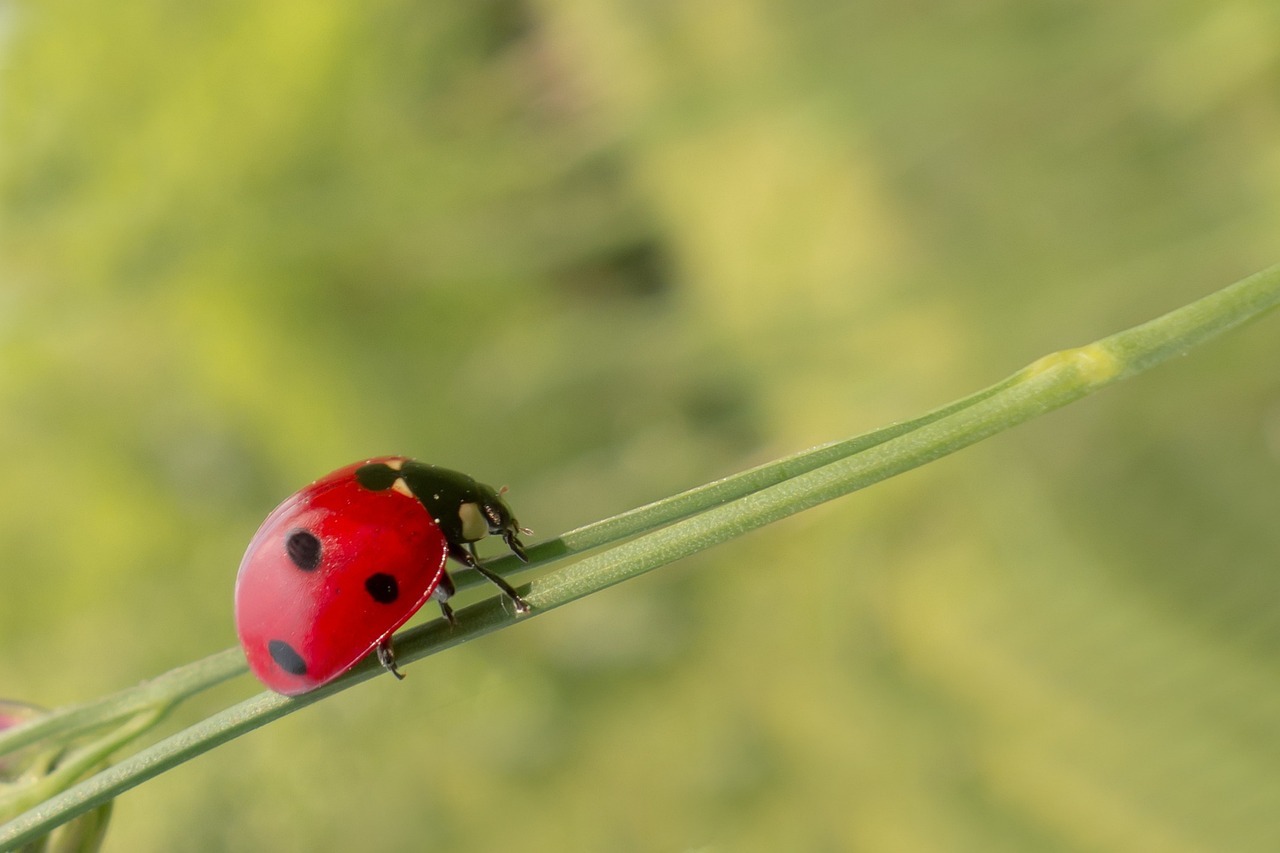 Beetles