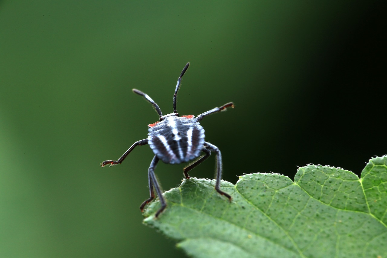 Stinkbugs
