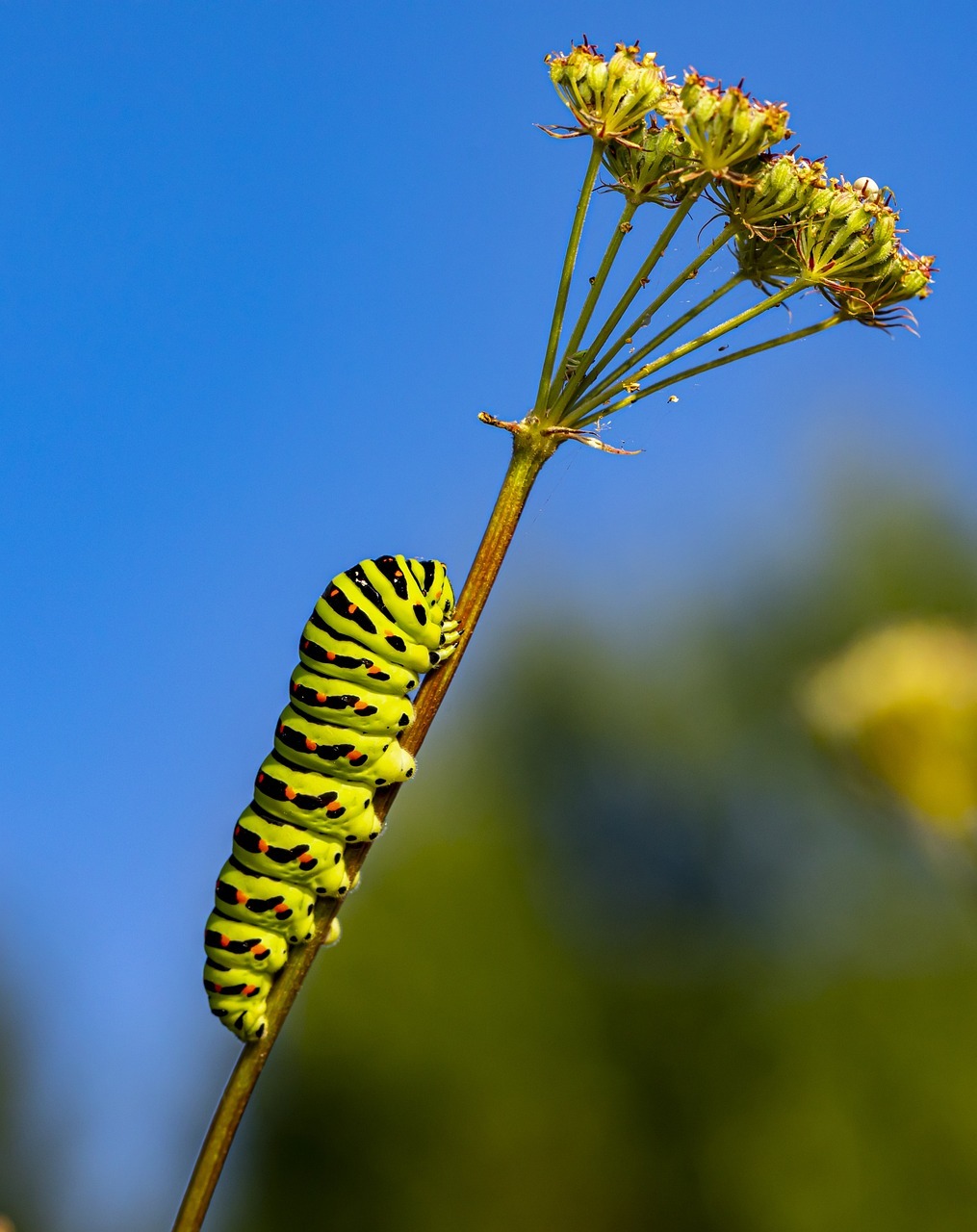 How To Remember The Tobacco Hornworm Caterpillar