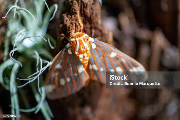 Learn About the Amazing and Large Splendid Royal Moth