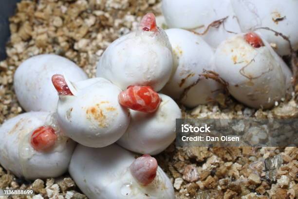 Life Cycle Of The Callosamia Promethea
