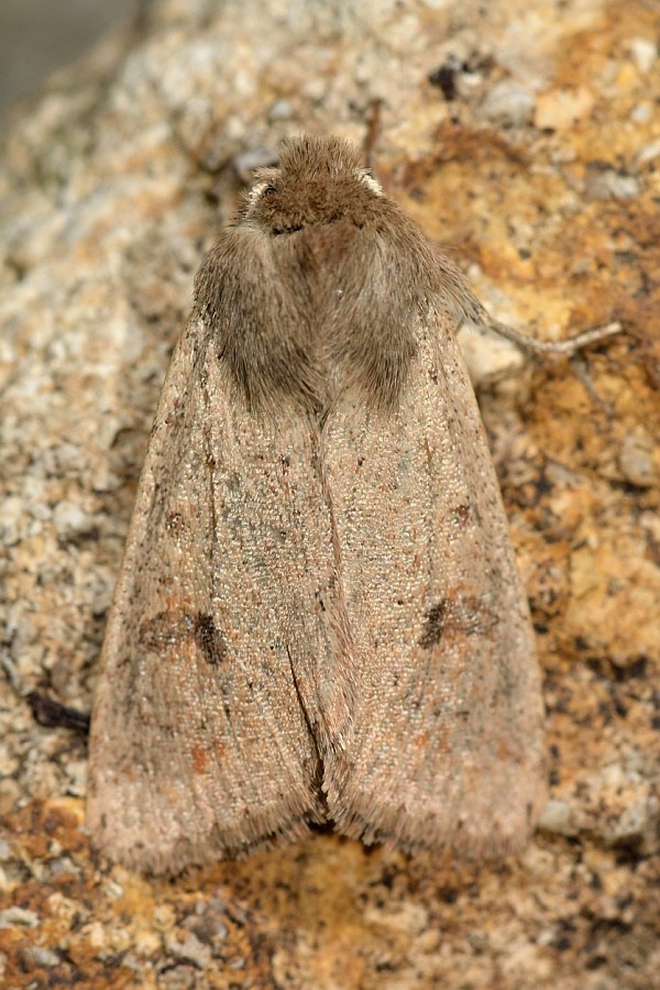Life History of Agapema Oculea and Agapema Polyphemus Moths