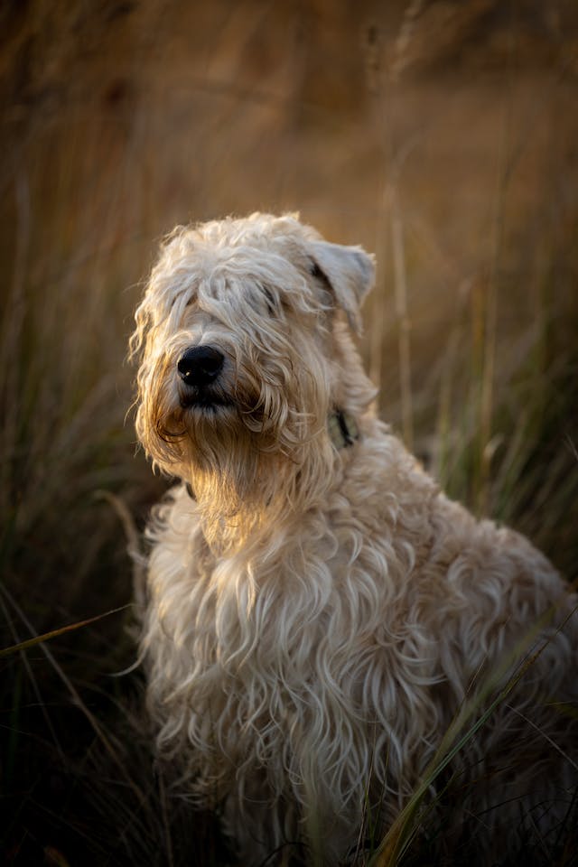 Skye Terrier