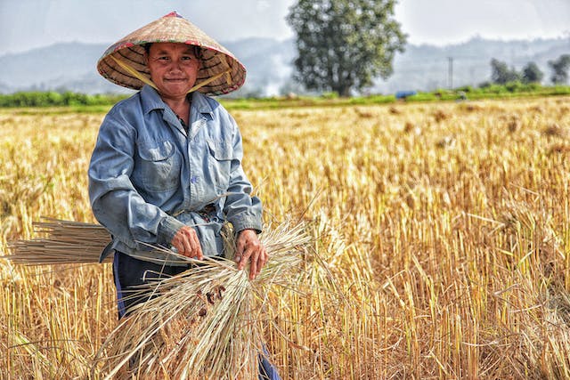Asian Rice Hat of The Philippines