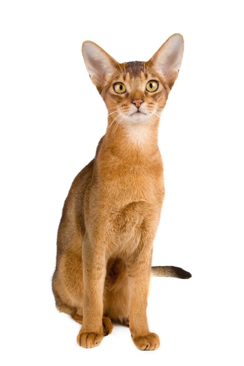 Abyssinian Cat