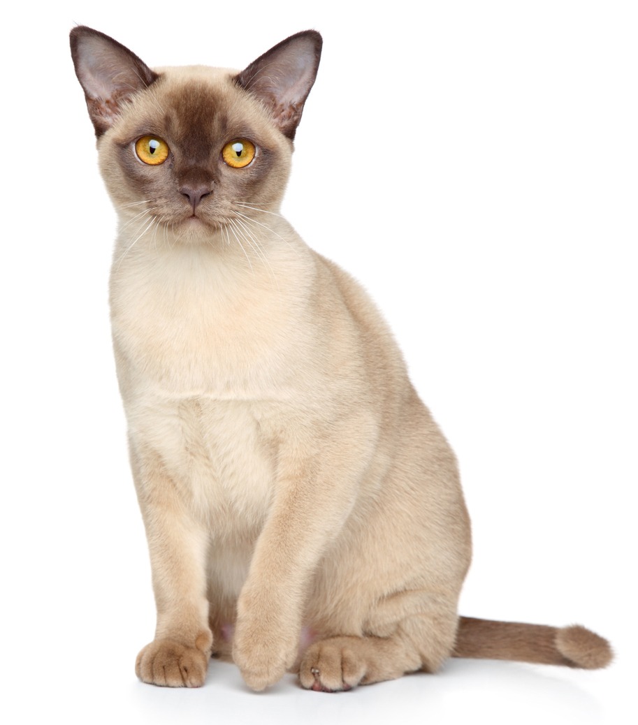 Burmese Cat