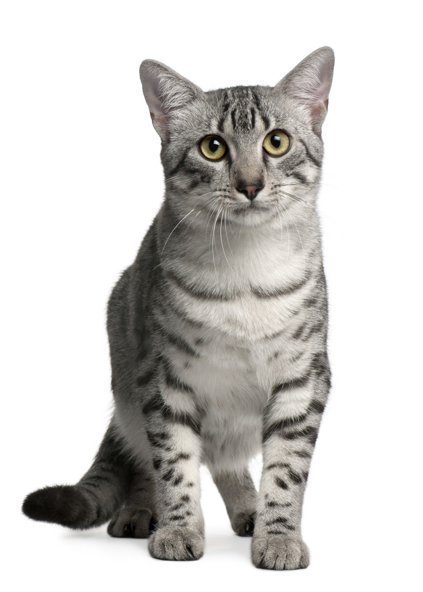 Egyptian Mau cat