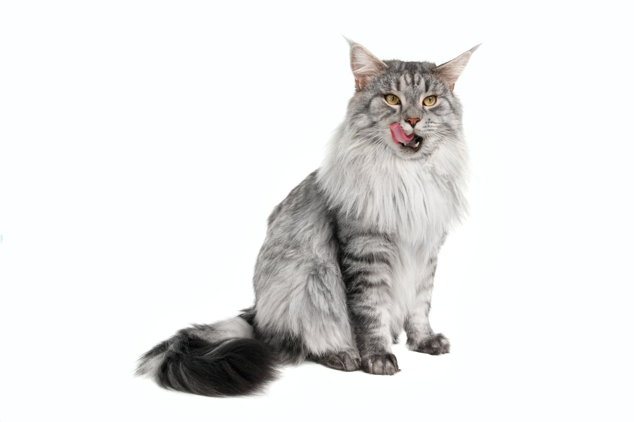 Maine Coon Cat