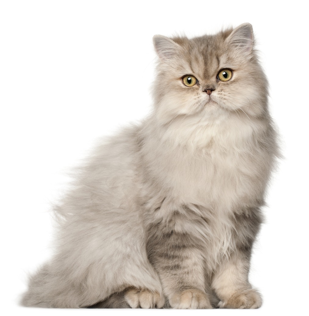 Persian Cat