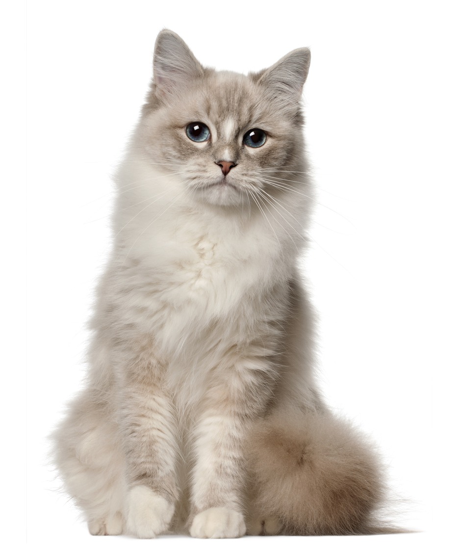 Ragdoll Cat