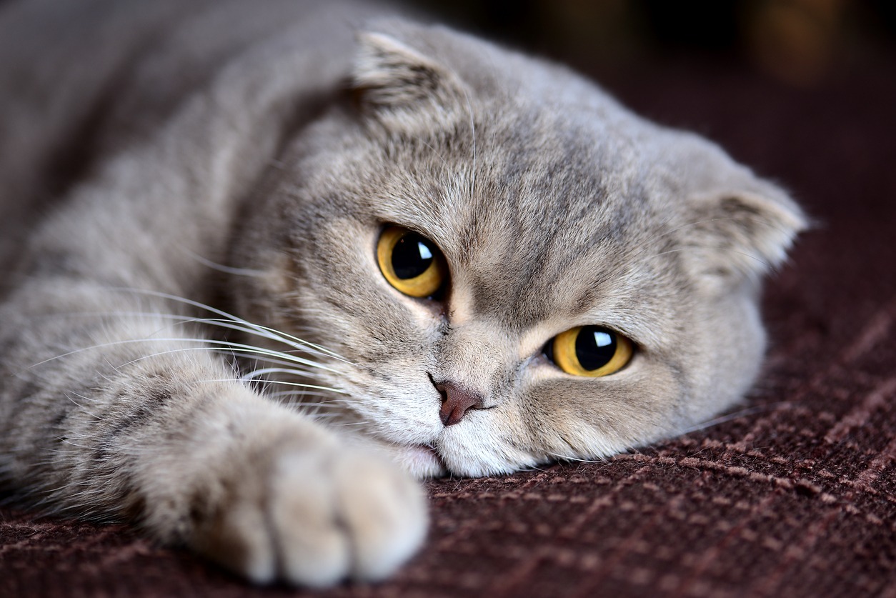 Scottish fold cat