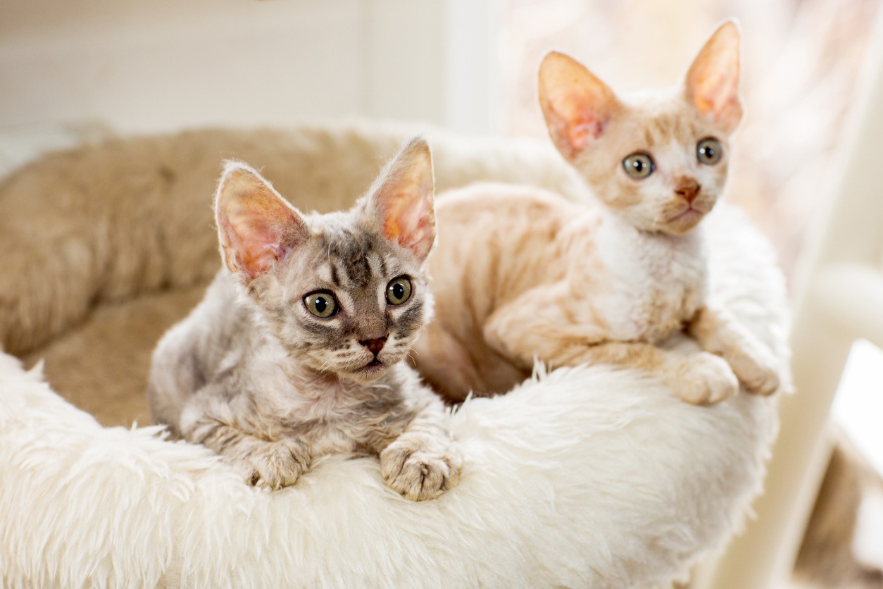Two-Cornish-Rex-Kittens