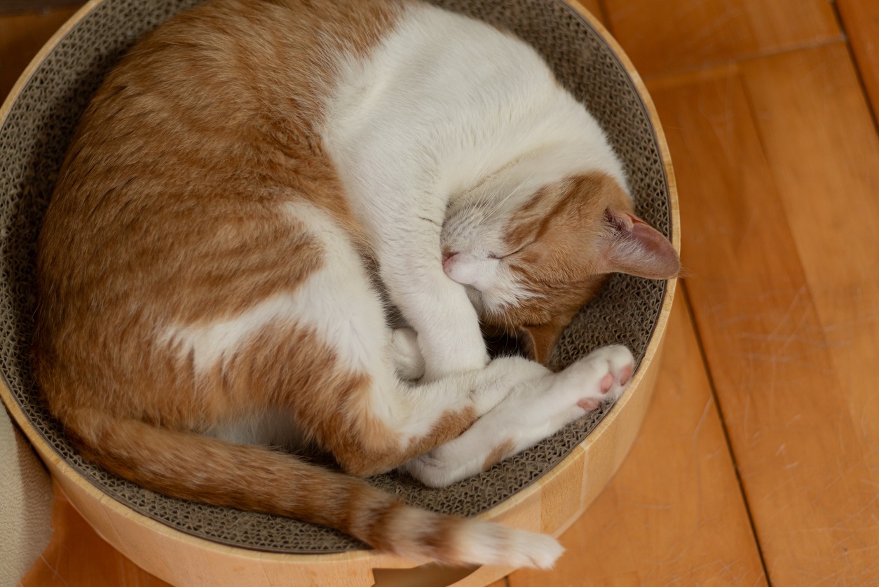 Cat in a Relaxed Position