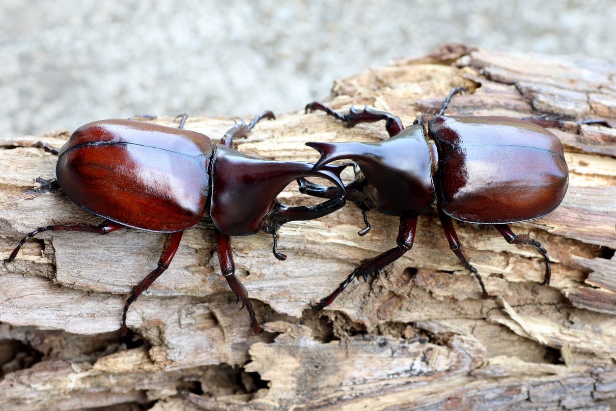 Beetle Fighting