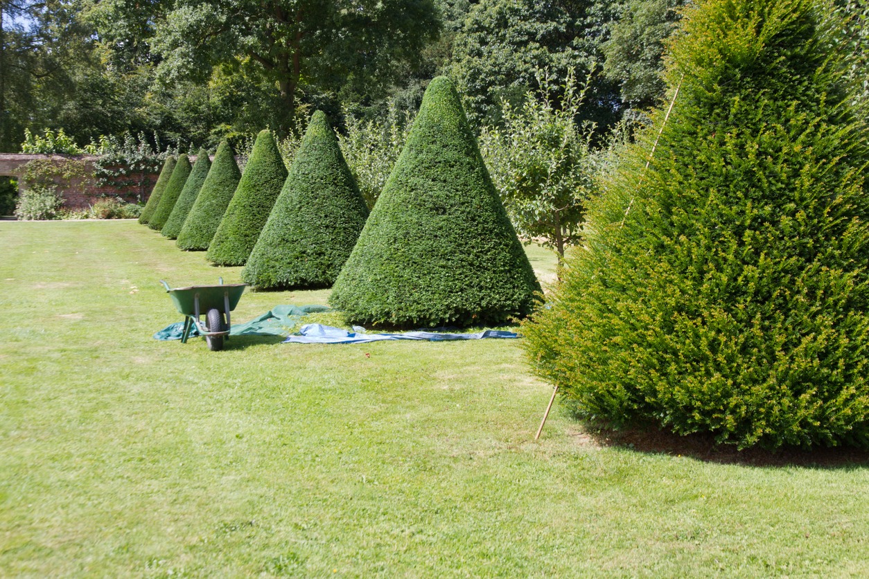 Tree Shaping Cultivating Living Artworks