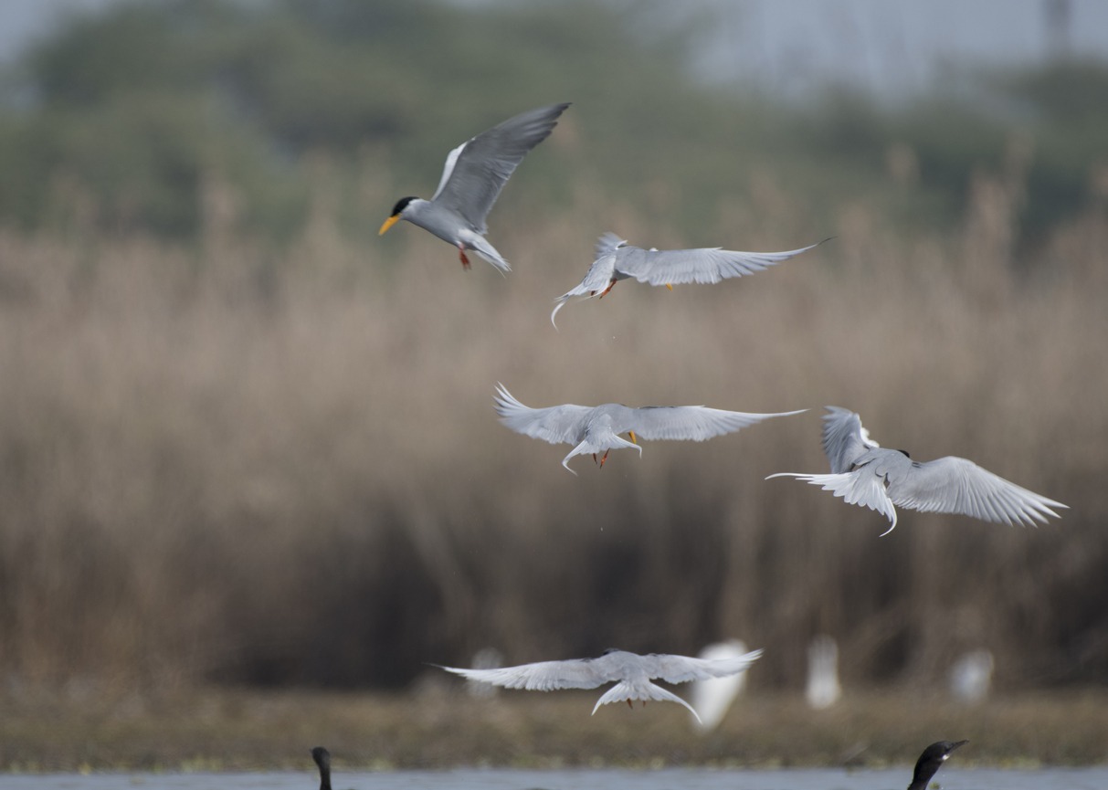 Arctic Tern Flying in River