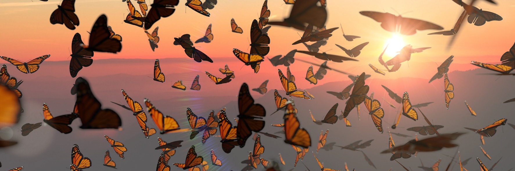 Monarch Butterflies