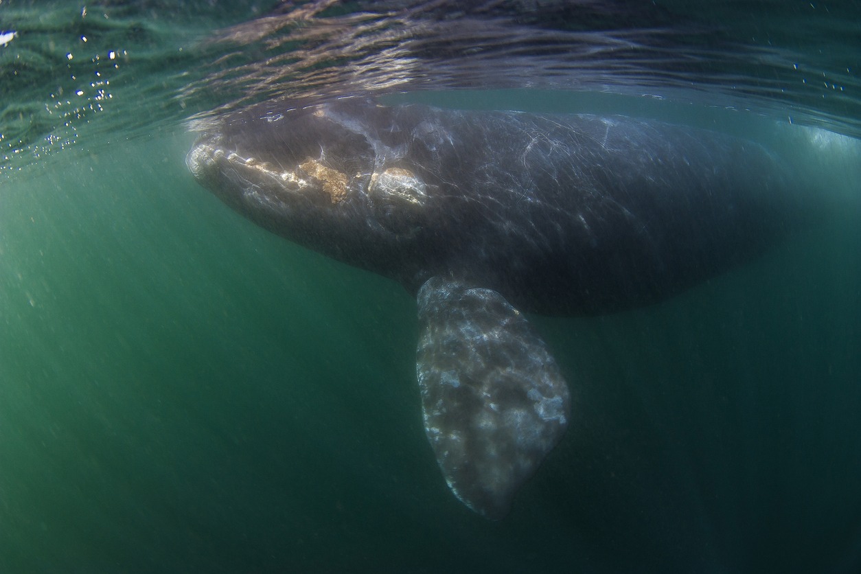 Southern Right whale, Patagonia , Argentina