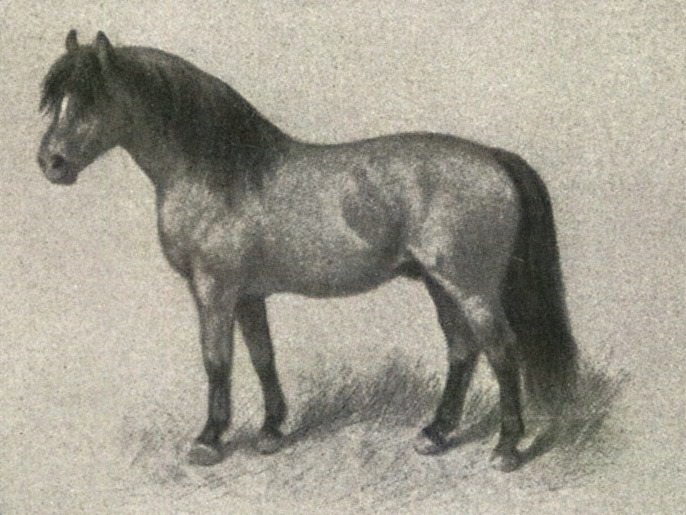 Shetland Pony